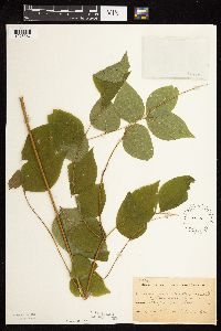 Gymnocladus dioicus image