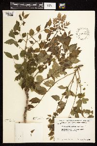 Gymnocladus dioicus image