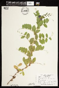 Thumbnail image of current specimen