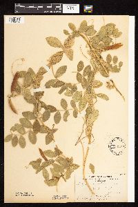 Thumbnail image of current specimen