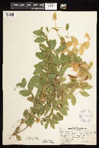 Thumbnail image of current specimen