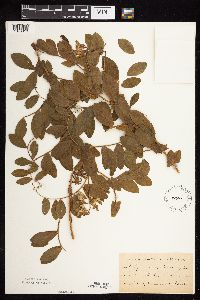 Thumbnail image of current specimen