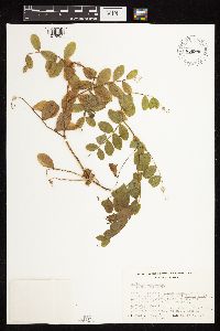 Thumbnail image of current specimen