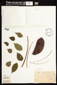 Gymnocladus dioicus image