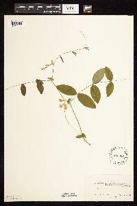 Thumbnail image of current specimen