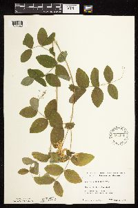 thumbnail image of current specimen