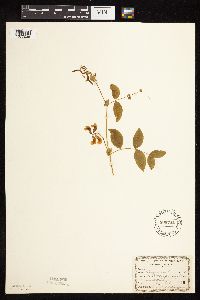 Thumbnail image of current specimen