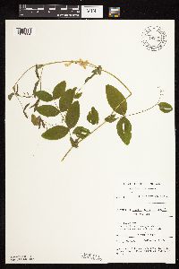thumbnail image of current specimen