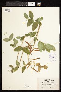 thumbnail image of current specimen