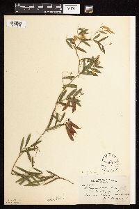 Lathyrus palustris image