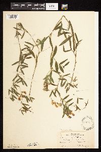 Lathyrus palustris image