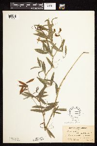 Lathyrus palustris image