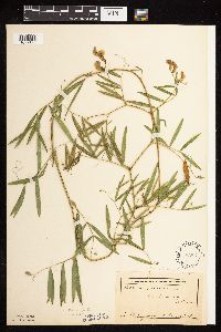 Lathyrus palustris image
