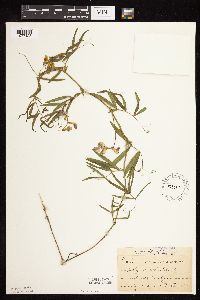 Lathyrus palustris image