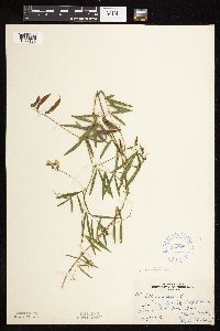 Lathyrus palustris image