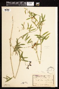Lathyrus palustris image