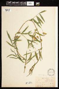 Lathyrus palustris image