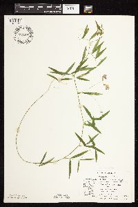 Lathyrus palustris image