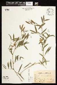 Lathyrus palustris image