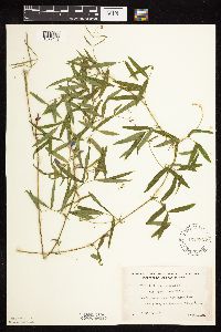 Lathyrus palustris image