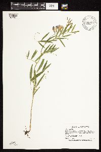Lathyrus palustris image