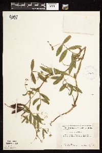 Lathyrus palustris image