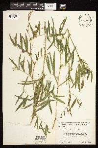 Lathyrus palustris image