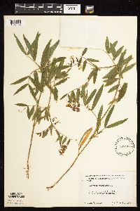 Lathyrus palustris image