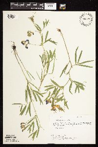 Lathyrus palustris image