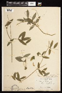 Lathyrus palustris image