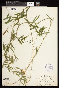 Lathyrus palustris image