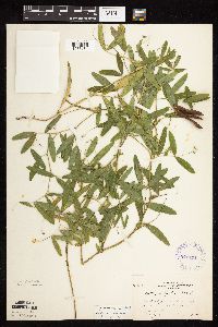 Lathyrus palustris image