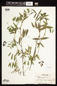 Lathyrus palustris image