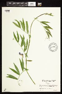 Lathyrus palustris image