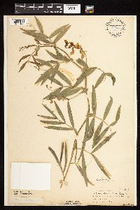 Lathyrus palustris image