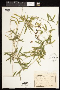 Lathyrus palustris image