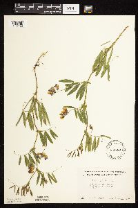 Lathyrus palustris image