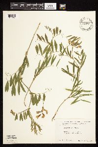 Lathyrus palustris image