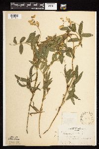 Lathyrus palustris image