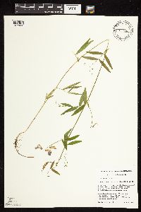 Lathyrus palustris image