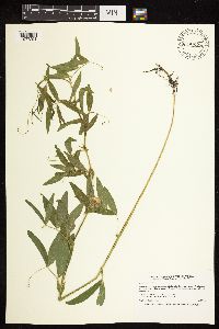 Lathyrus palustris image