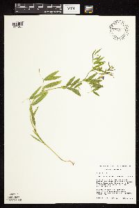 Lathyrus palustris image