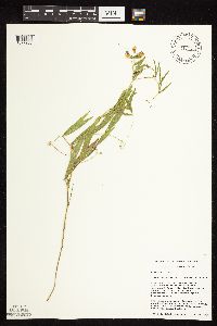 Lathyrus palustris image