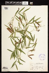 Image of Lathyrus palustris