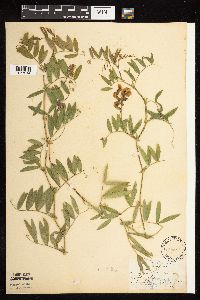 Lathyrus palustris image