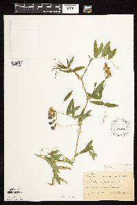 Lathyrus palustris image