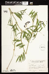 Lathyrus palustris image