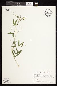 Lathyrus palustris image