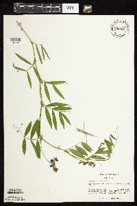 Lathyrus palustris image