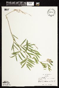 Lathyrus palustris image